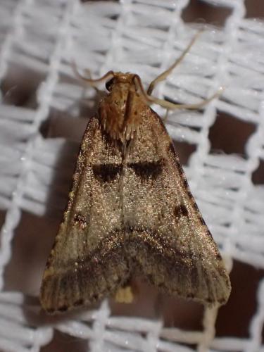 Réf. 213 774 : Stemmatophora brunnealis